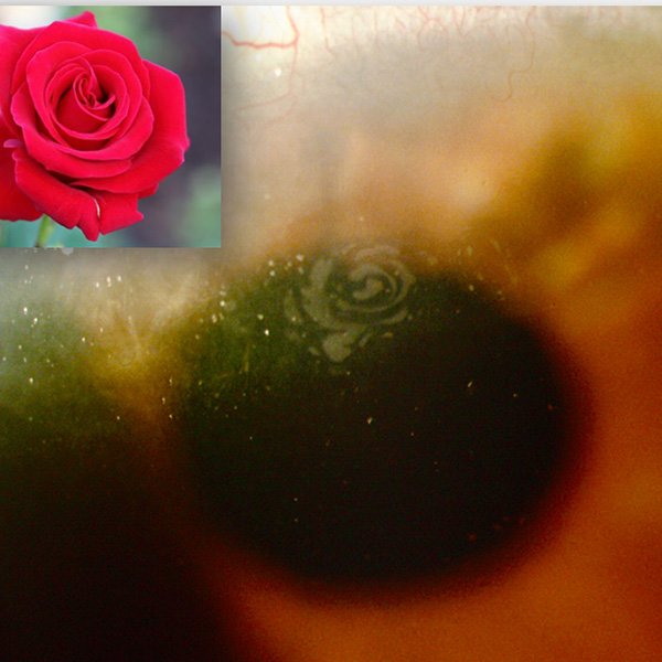 Flor de Cogan