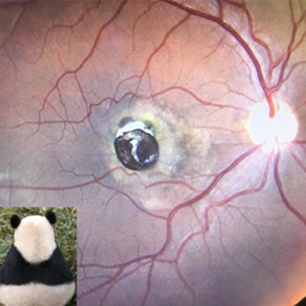 Oso panda sentado sobre la macula