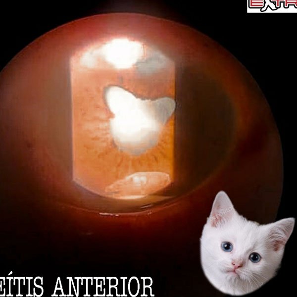 Lindo gatito