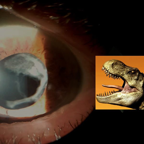 Tiranosaurio