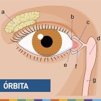 Orbitando y lagrimeando en la cocina