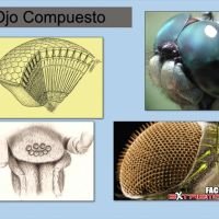 Una aproximacion a la Filogenia